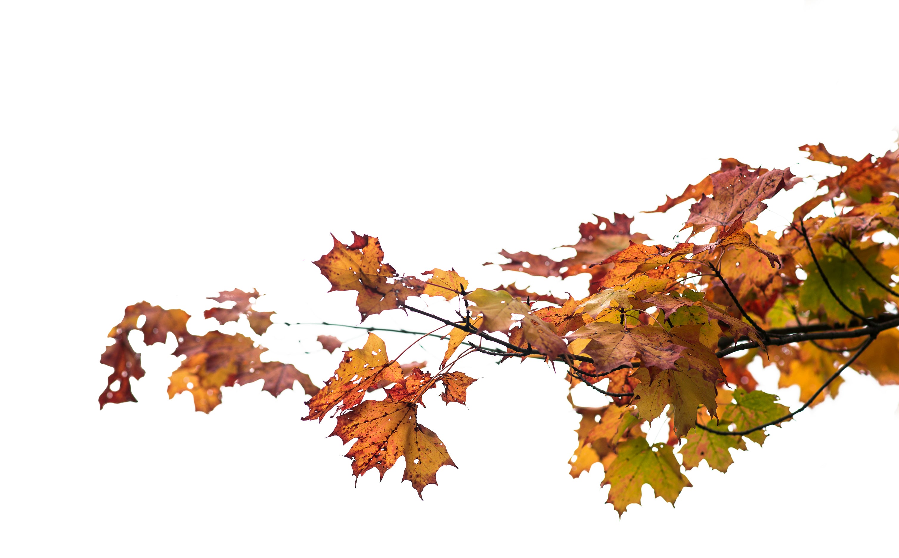files/maple-leaves-changing-color.jpg